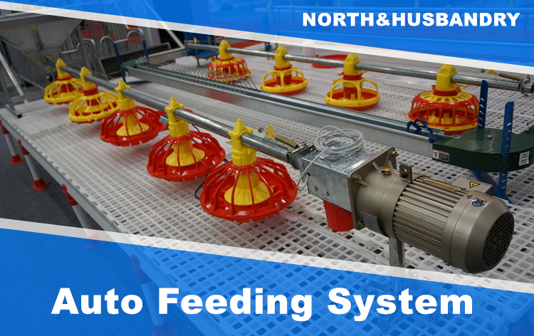 Poultry Automatic Feeding System (1)