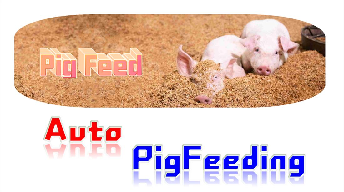 auto pig feeding system (7)