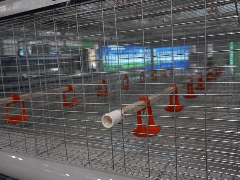 poultry cages (1)